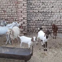 بز و بزغاله افغان