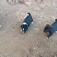 پاکوتاه
