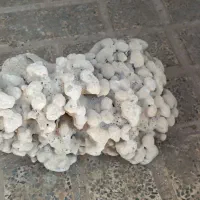 دکور آکواریوم