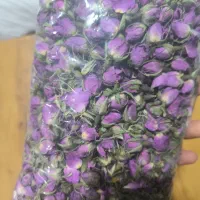 گل محمدی