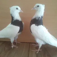 7 تا جوجه طوقی کاکلی