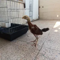 جوجه لاری زیر مرغی