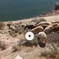 گوسفند