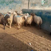 یک عدد بره سر بریده گوشت خالص