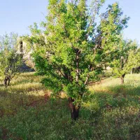 باغشهر-کودیان-اب-پرده