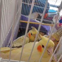 فروش عروس هلندی نرو ماده