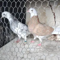 فروش کبوتر پرشی