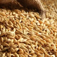 جو آبی درجه یک پرمغز و چاق