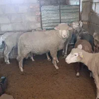 میش ایلدوفرانس اشراق نر بز الپاین اصل فرانسه