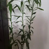 لاکی بامبو تایلندی ریشه دار