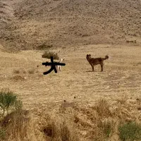 سگ گله|سگ|ایجرود, |دیوار