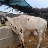 گوساله ماده چاق