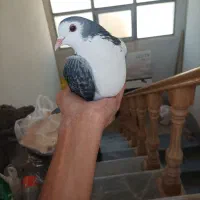 ماده صورت باز، دور قرمز ،پاک پاک