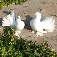 کبوترآمریکایی