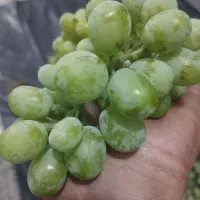 غوره ابدار و درشت