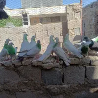 کفتر پرشی