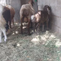 میش بره جنس خوب با بره قبلیش