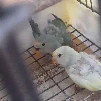جوجه طوطی برزیلی