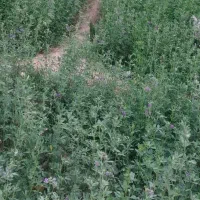 اسپس کرتی و زمانی