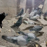کبوتر|پرنده|بم, |دیوار