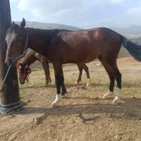 کره اسب