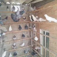 کفتر کبوتر
