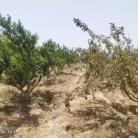 هرس انواع درختان میوه و برش چوب و کود دهی پاییزه