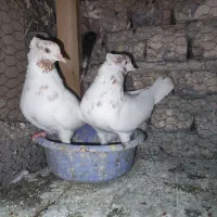 کبوتر ماهرو وسبز کاکلی