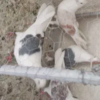 کبوتر دوکت