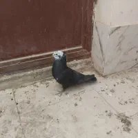 کبوتر‌پرشی‌