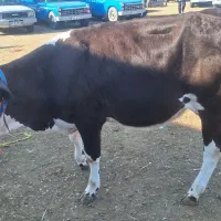 فروش سمینتال ۱۴۰ تومان