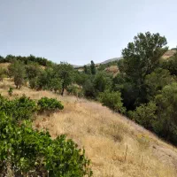 فروش-باغ