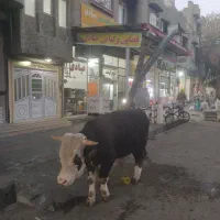 نیازمند کباب پز