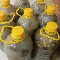 خیار شور تازه اسدآباد