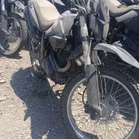 راتو های درجه یک