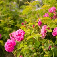 گلاب|خوردنی و آشامیدنی|شیروان (خراسان), |دیوار