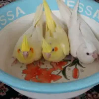 عروس هلندی سرلاکی