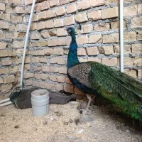 جفت طاووس