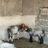 میش. شیشک.  کوه ماده بره قوچ