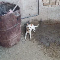 سگ‌روباهی