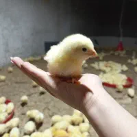 جوجه مرغ گوشتی یکروزه