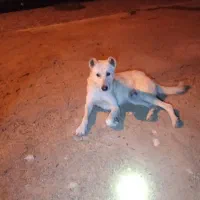 واگذاری سگی باهوش باتربیت ونگهبان .