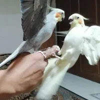 یک جفت عروس هلندی
