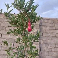 فروش ویژه ویلا در ساروق