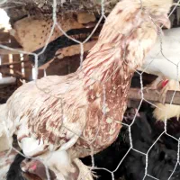 مرغ و خروس
