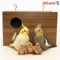 یک عدد عروس هلندی پیدا شده