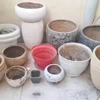 گلدون|گل و گیاه طبیعی|کرمانشاه, |دیوار