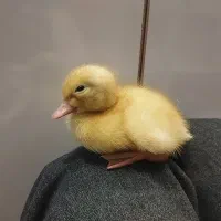 جوجه اردک