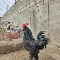 فروش مرغ و خروس محلی و تخم مرغ
