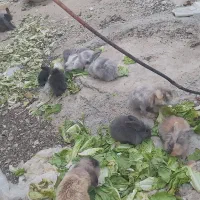 خرگوش لوپ